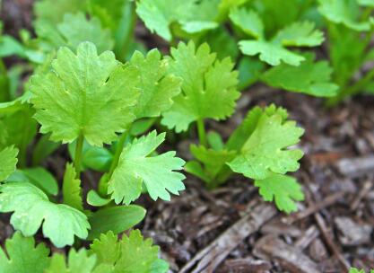 為什么要研究植物冠層，需要用到什么儀器？