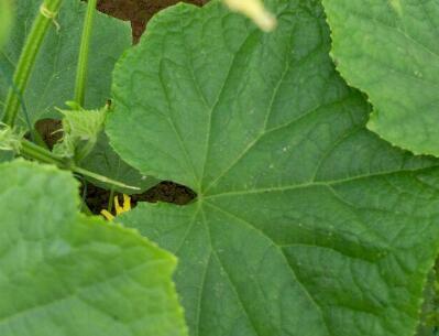 作物冠層分析儀用于農業方面的研究