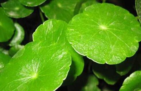 植物冠層分析儀提高科學化栽培的水平