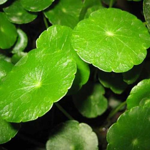 植物冠層分析儀 植物冠層分析儀