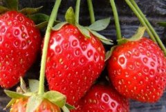 植物葉綠素儀助力開展生態種植