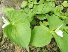 植物葉面積儀測量葉片的操作流程！