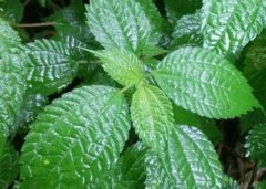 植物葉面積儀“精細(xì)化農(nóng)業(yè)”中的作用!