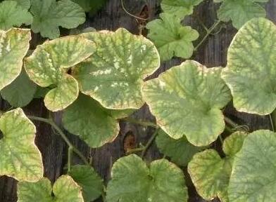 葉面積測定儀 葉面積測定儀