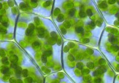 植物生理儀器加快農業科研的整體效率