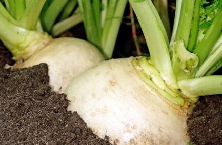 植物營養診斷儀 植物營養診斷儀