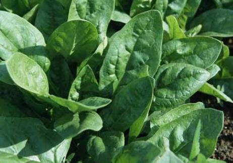 葉面積測量儀 葉面積測量儀