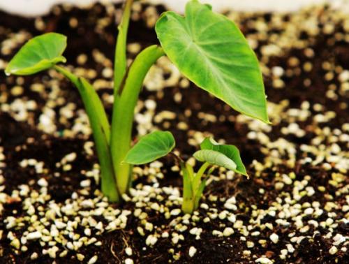 果蔬呼吸測定儀 果蔬呼吸測定儀