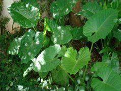 在應用中便攜式葉綠素檢測儀怎么樣？