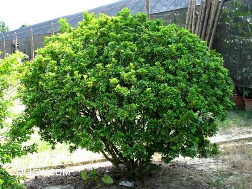 植物養分檢測儀 植物養分檢測儀